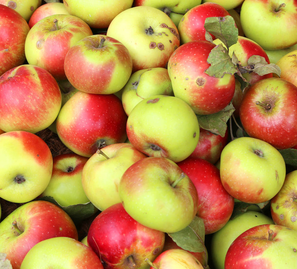 Pozadí červené a žluté bio jablek - Fotografie, Obrázek