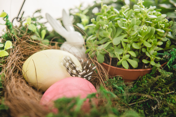 Plant and Easter eggs - Foto, Imagem