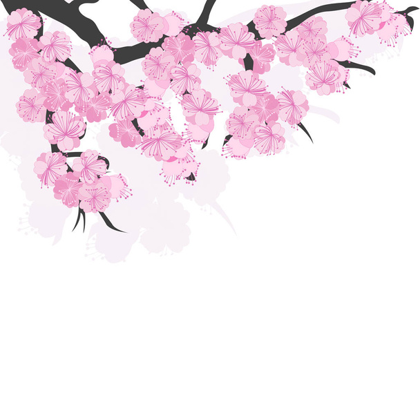 Branch of cherry blossoms with sakura flowers - Vector, Image