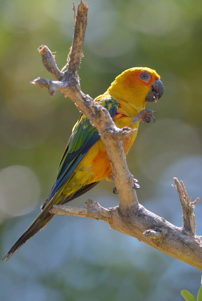Papuga Colorgul na drzewo - Zdjęcie, obraz