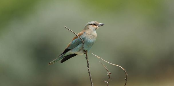 Red-backed shrike on branch - Photo, Image