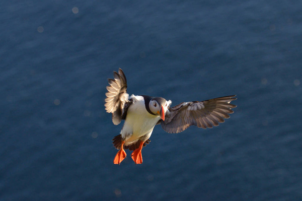 Atlantic puffin flying over rocks  - Foto, imagen