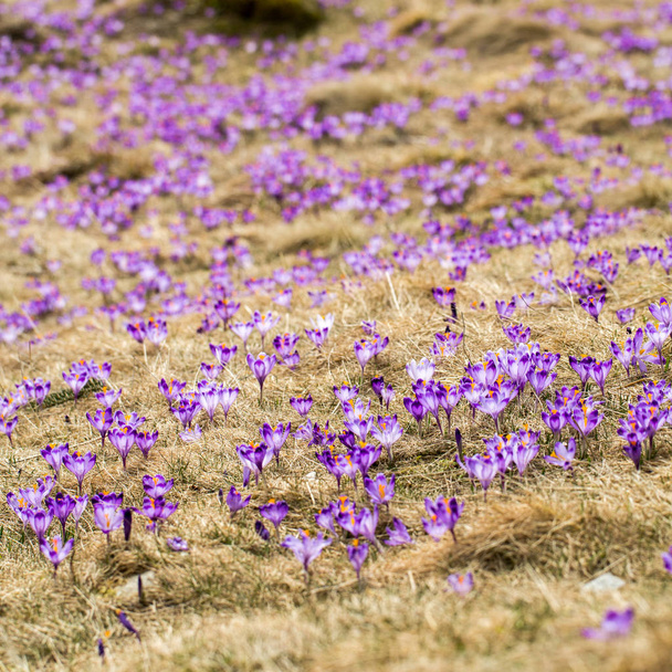 Crocuses on the meadow, first springtime flowers - Фото, зображення