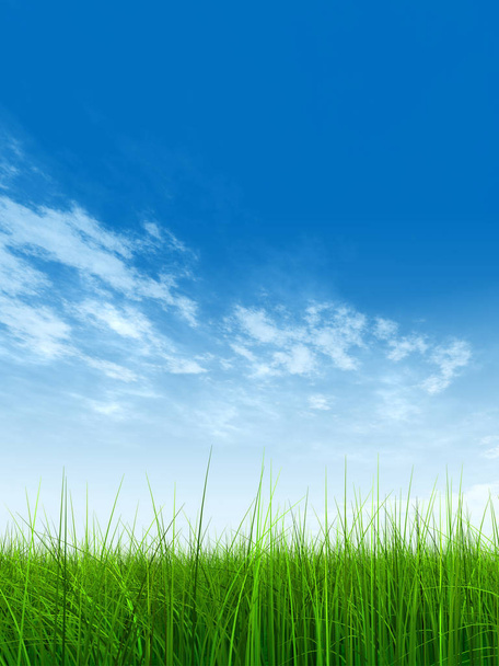  green grass with blue sky - 写真・画像