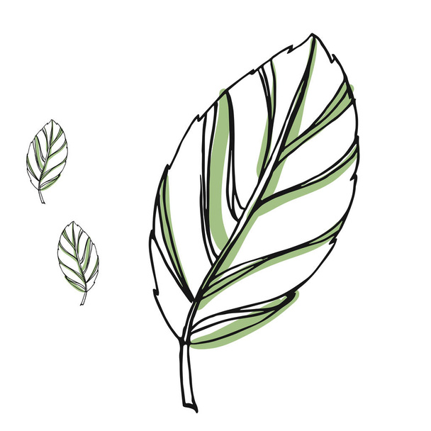 Leaf vector drawing set. Isolated tree leaves. Herbal engraved style illustration. Organic product sketch. Hand drawn leaf - Vetor, Imagem