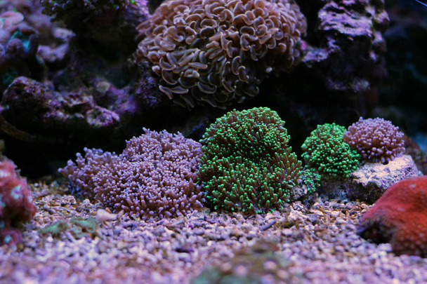 Mixed colors of hairy mushroom corals - Photo, Image
