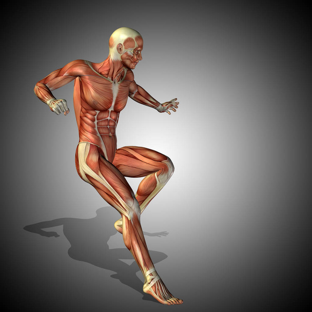 ilustrace anatomie lidského těla - Fotografie, Obrázek