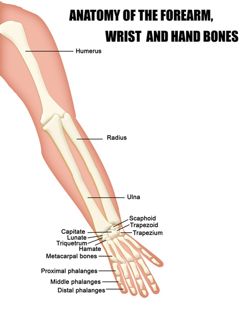 Anatomy of the Forearm, Wrist and Hand Bones - Vector, Image
