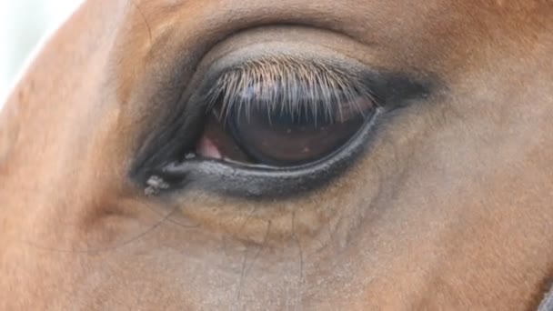 Zár-megjelöl kilátás-a szem, egy gyönyörű barna ló. Ló szem villog - Felvétel, videó