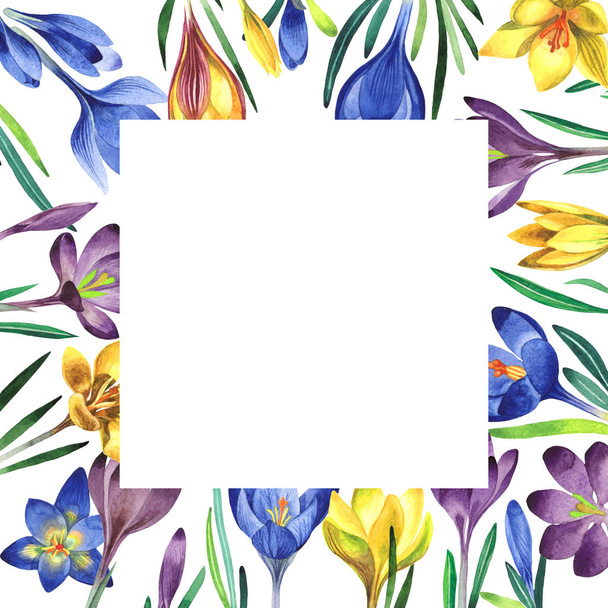 Wildflower crocuses flower frame in a watercolor style isolated. - Foto, afbeelding