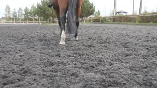 Voet van paard lopen op het zand. Close up van benen, gaande van de natte modderige grond op de manege op boerderij. Aanleiding voor de hengst. Close-up - Video