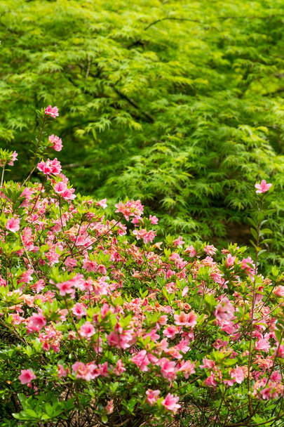 Vaaleanpunaiset atsaleat ja vihreä japanilainen vaahtera
 - Valokuva, kuva