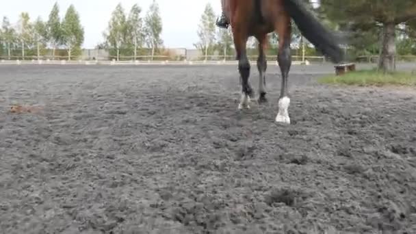 Pied de cheval marchant sur le sable. Gros plan des jambes allant sur le sol boueux humide au manège à la ferme. Suivre l'étalon. Gros plan
 - Séquence, vidéo