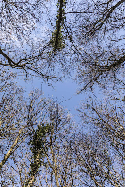 copa da árvore na floresta de inverno
  - Foto, Imagem