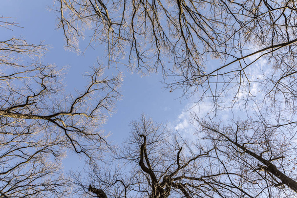 treetop in the winter forest  - Fotografie, Obrázek