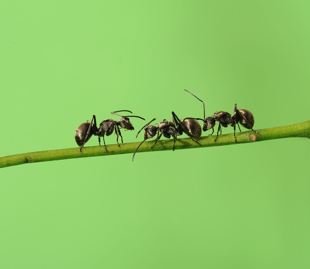 Muurahainen vihreällä ruoholla
 - Valokuva, kuva