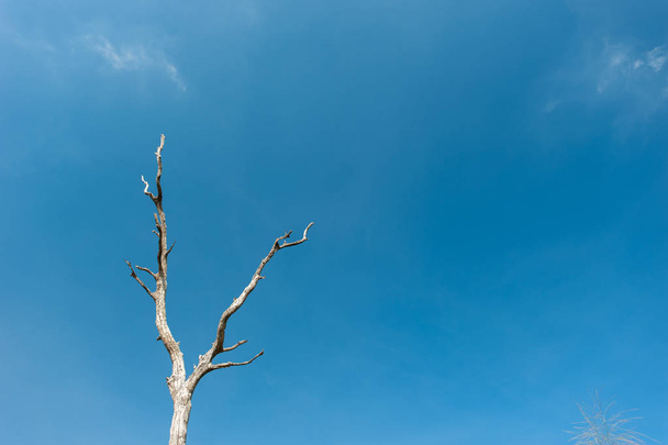Dead trees and dry,blue sky background - Fotografie, Obrázek
