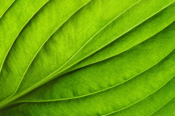  πράσινο φύλλο υφή - Φωτογραφία, εικόνα