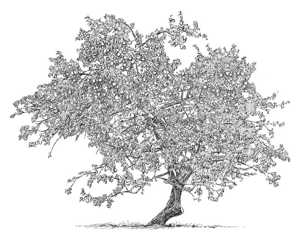 σκίτσο από ένα παλιό δέντρο μηλιάς - Φωτογραφία, εικόνα