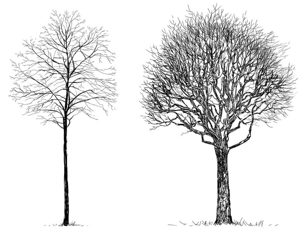sketches of the trees without leaves - Photo, Image