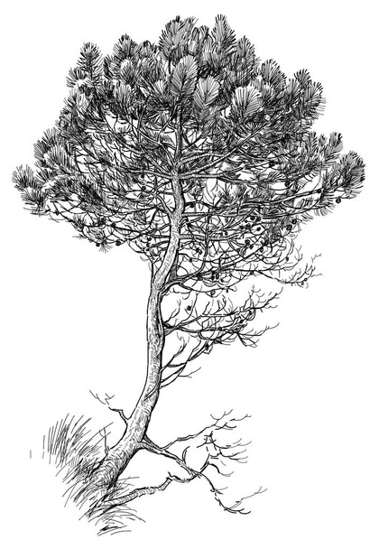 sketch of a small pine tre - Photo, Image