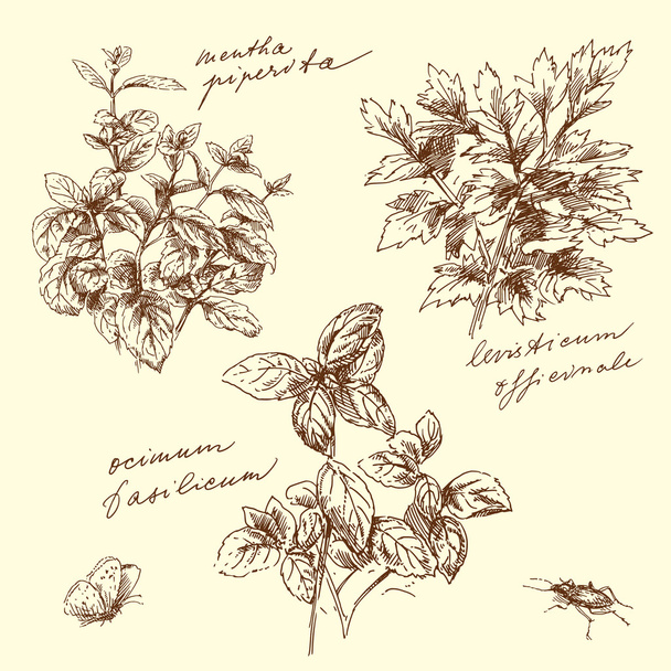 Gyógynövények - kézzel készített rajz - Vektor, kép