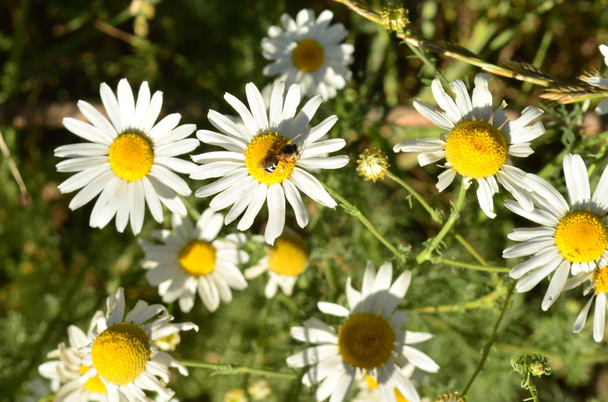 Bee on a daisy - Photo, Image
