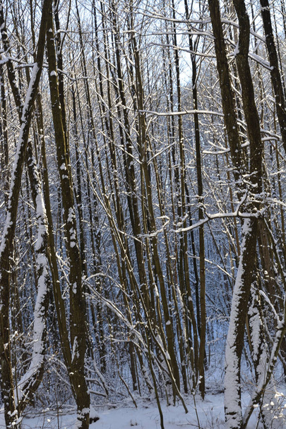 Lumi metsässä - Valokuva, kuva