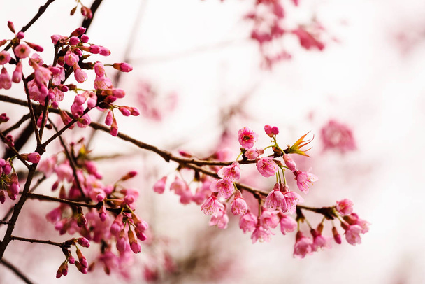 Thaise roze sakura - Foto, afbeelding