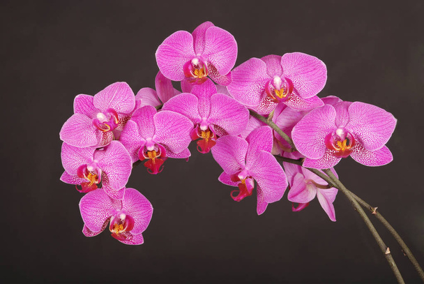 Mor orkide çiçeği. - Fotoğraf, Görsel