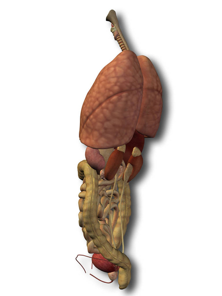 órgano del tórax humano
  - Foto, Imagen