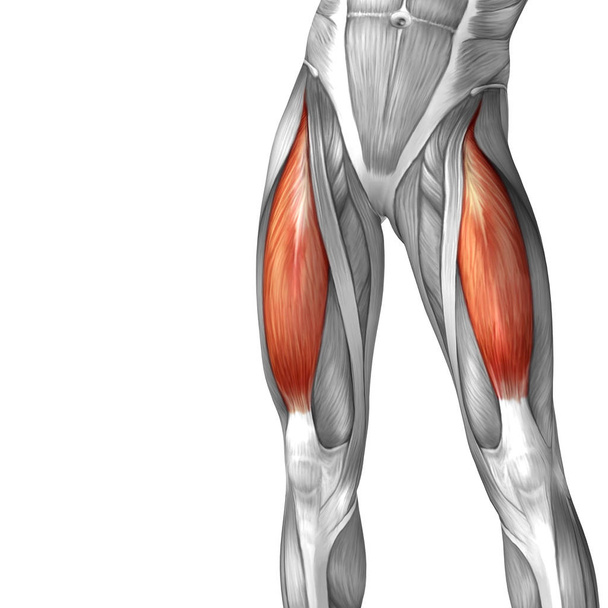 anatomia człowieka górną część nogi - Zdjęcie, obraz