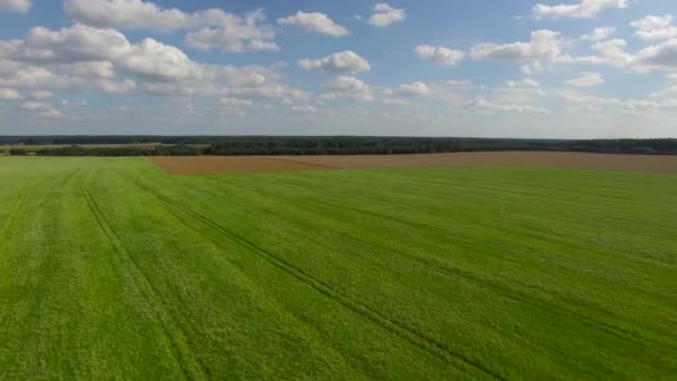Flight above nice green gras and blue sky, aerial view - Footage, Video