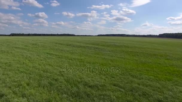 Flight above extremly green gras and blue sky, aerial view - Footage, Video
