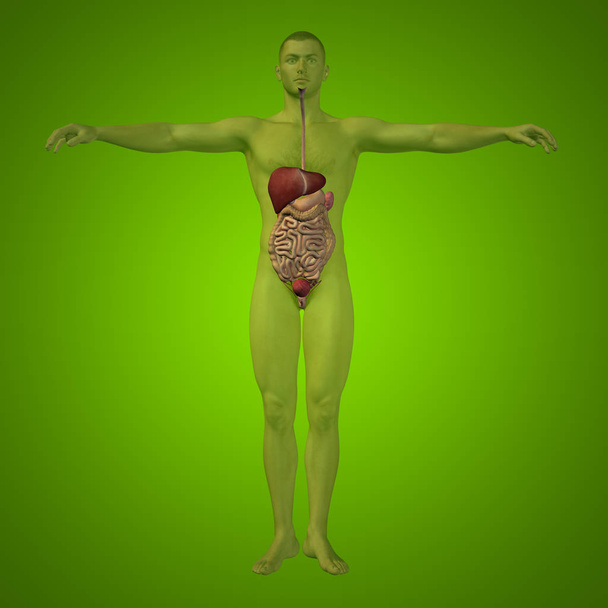 ανθρώπινη 3d πεπτικό σύστημα - Φωτογραφία, εικόνα