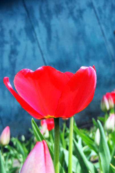 tulipán rojo en el jardín - Foto, Imagen