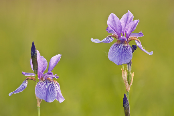 Two irises - Photo, Image