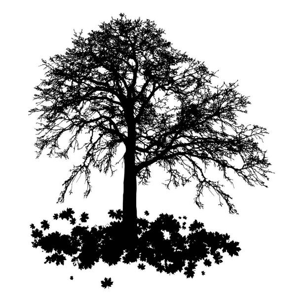 Silueta realista del árbol
  - Vector, imagen