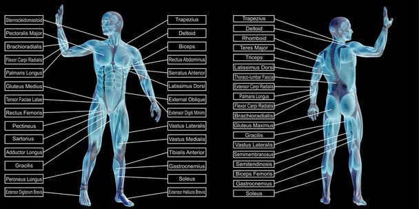 Illustrazione dell'anatomia del corpo umano
 - Foto, immagini