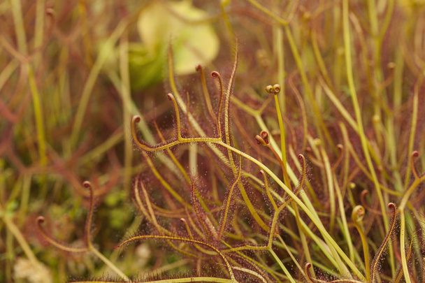 Растения Drosera (Sundews)
 - Фото, изображение