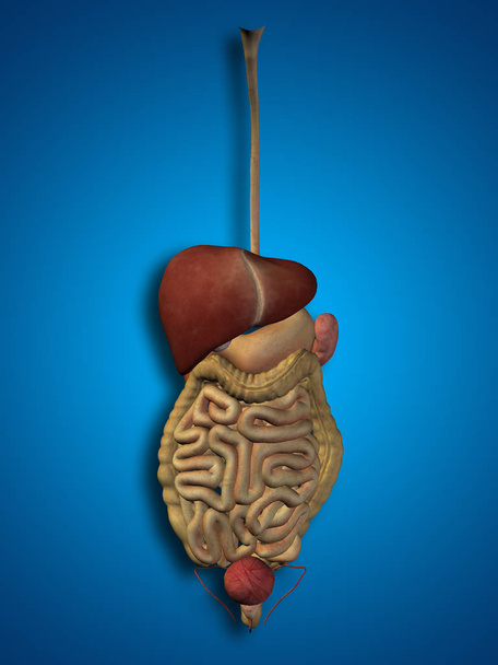 sistema digestivo 3D humano
 - Foto, Imagem