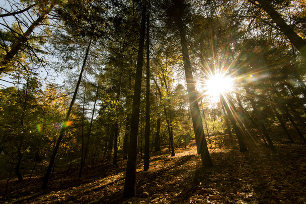 Rayos de sol a través de árboles forestales
 - Foto, Imagen