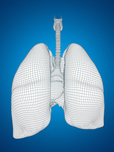 sistema digestivo humano 3D
 - Foto, Imagen