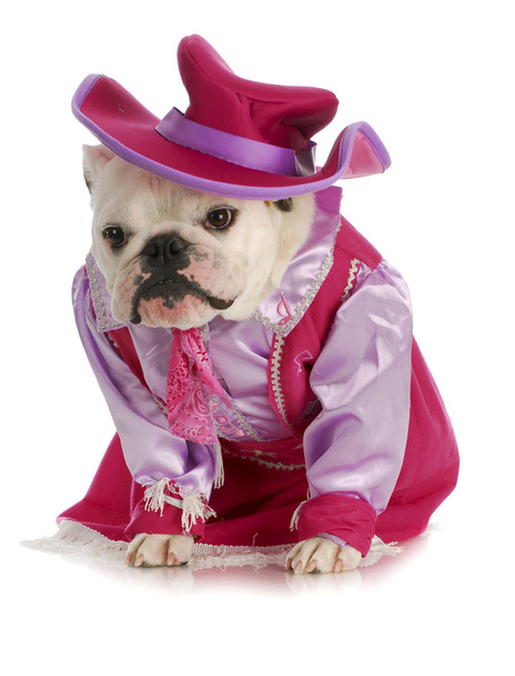 dog dressed up as cowgirl - Foto, immagini
