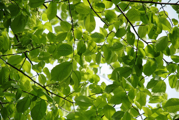 緑のニレの葉 - 写真・画像