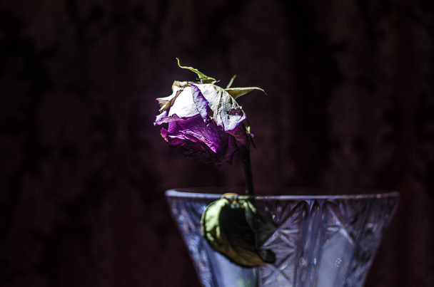 Uma rosa murcha significa amor perdido, divórcio, ou um mau relacionamento, mortos subiu em vaso em caso de madeira fundo escuro
 - Foto, Imagem