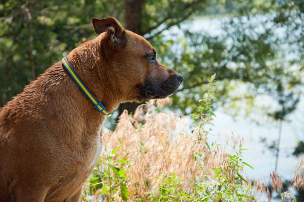 Amerikkalainen Staffordshire Terrier
 - Valokuva, kuva