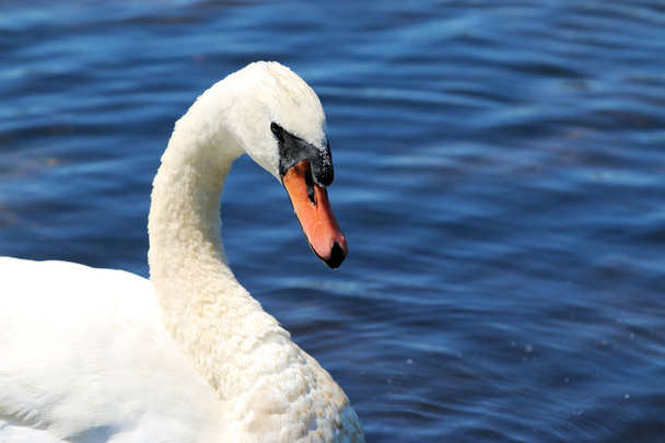 Swan natação em uma lagoa de perto e pessoal
 - Foto, Imagem