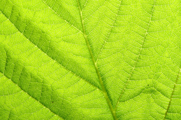 green leaf vein - Foto, Imagen