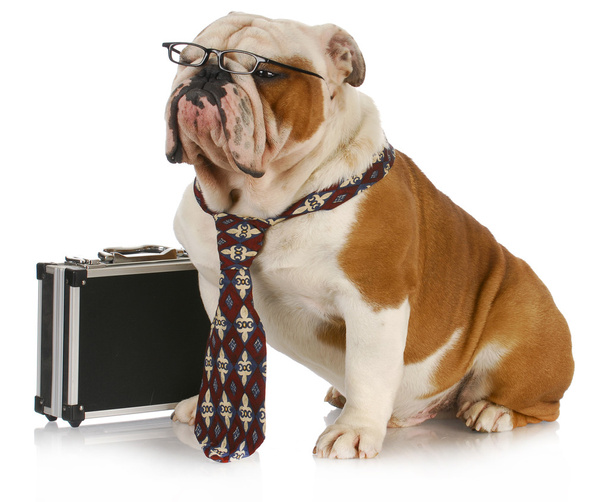business dog - Fotó, kép